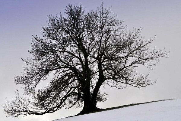 Grande albero solitario sul pendio in inverno