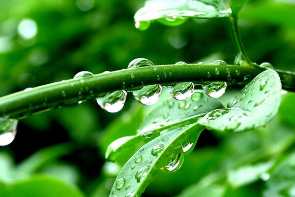 Drops hanging from a green branch