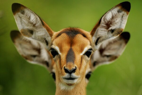 Roe deer flaps its ears in summer