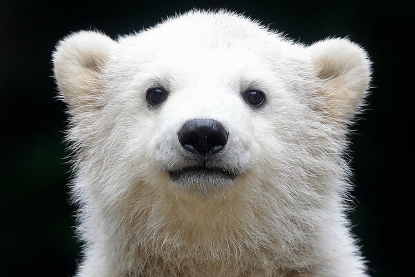 Oso blanco mirada curiosa