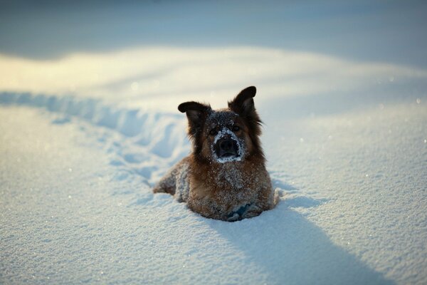Ein Hund mit süßen Ohren geht im Schnee spazieren