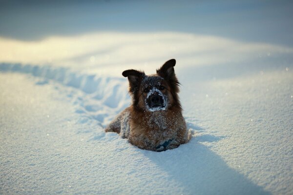 A dog with cute ears walks in the snow