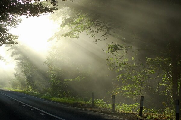 Despertar de la naturaleza en el bosque por la mañana