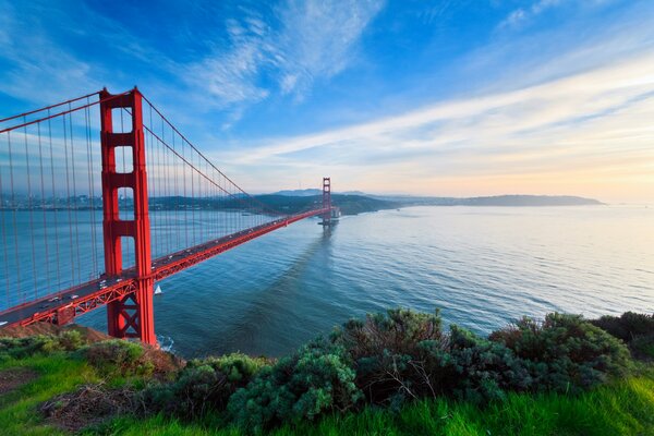 Bäume neben der Golden Gate Bridge in San Francisco