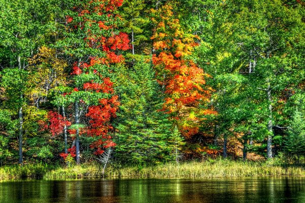 Fogliame autunnale degli alberi vicino al lago