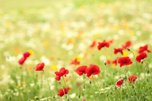 Fiori selvatici nella radura e papaveri rossi