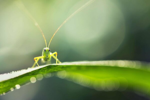 Grasshopper on a blade of grass macro greens