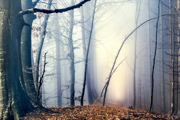 AUTUNNO PASSEGGIATA CADUTA DELLE FOGLIE D AUTUNNO