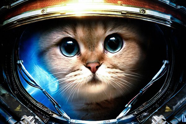 A blue-eyed purebred cat in a spacesuit