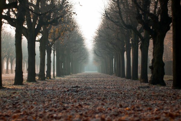 Allée du parc parsemée de feuilles mortes