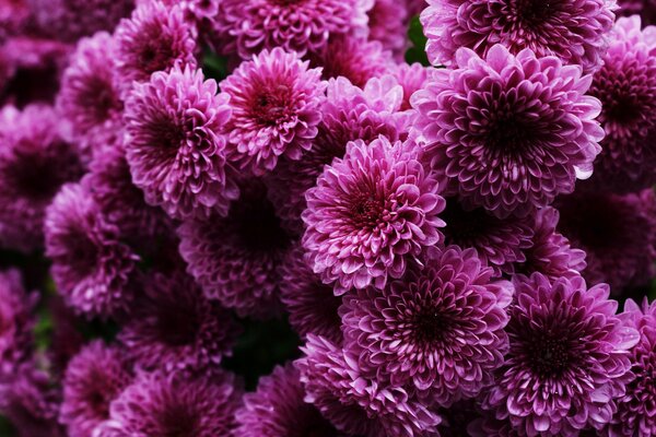 Juicy fluffy pink chrysanthemums
