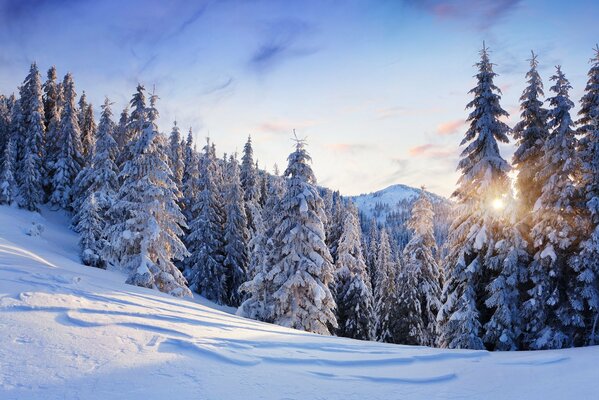 Winterwald in den Bergen unter blauem Himmel