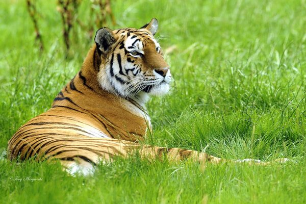 Siberian tiger lies proudly on the grass