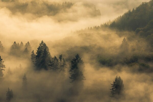 Mysterious morning in the misty forest