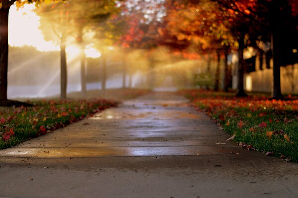 Allée d automne avec des arbres à bokeh