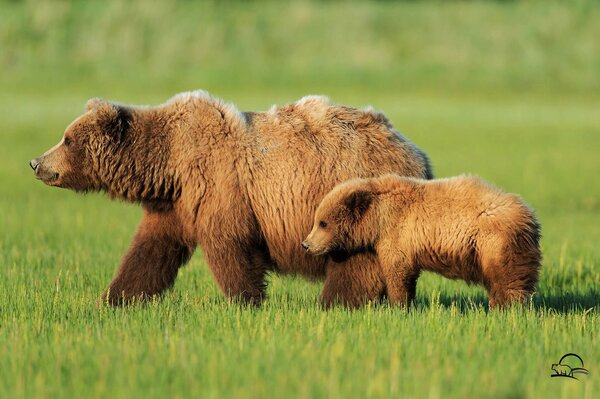 Ourse avec un ours vont dans la forêt