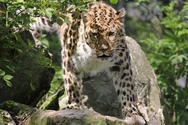 Fernöstlicher Leopard kommt aus den Büschen