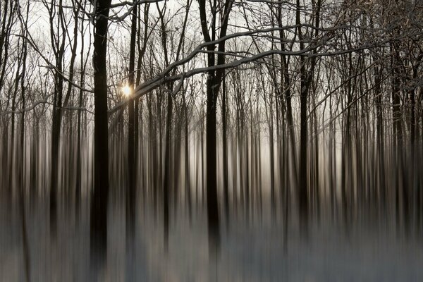 Forest in thick fog at dawn