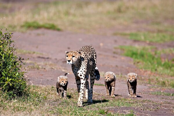 La mamma ghepardo guida i suoi cuccioli dall altra parte della strada