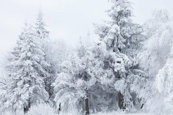 Frosty forest, trees in frost