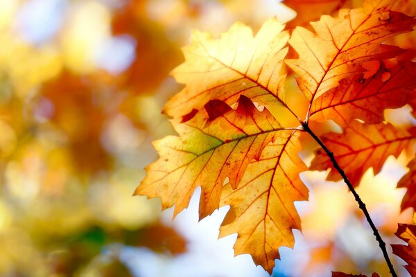 Осенние листья и краски осени
