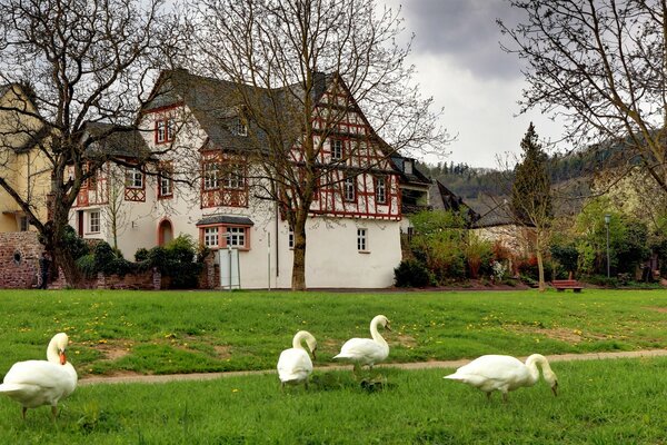 Cygnes dans un beau jardin