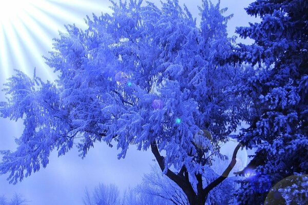 Árbol en expansión en escarcha en los rayos del sol