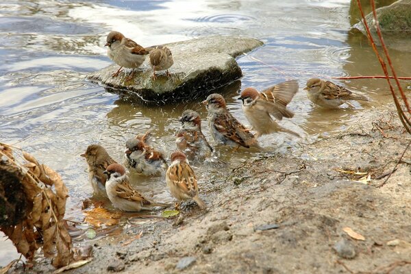 A flock of sparrows swims in a pond