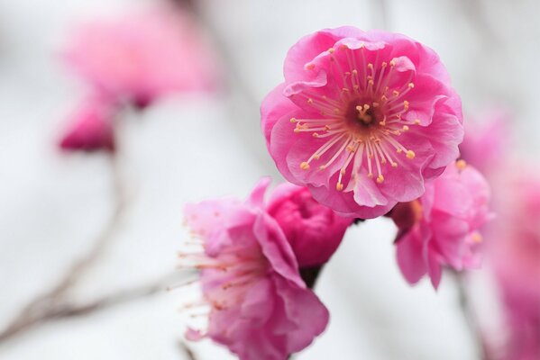 Pink flowers under the microscope