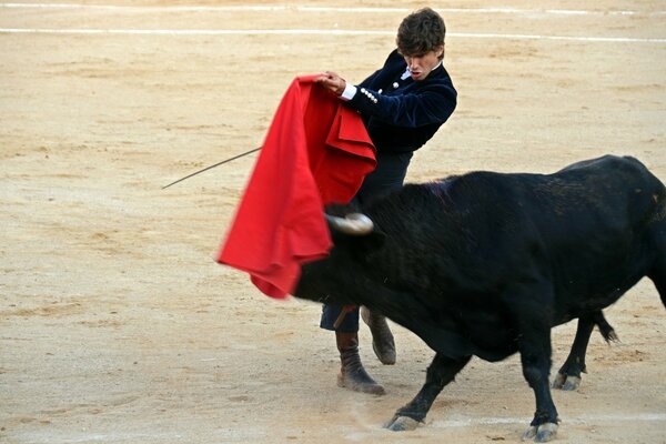 Spanish bullfighting. Bullfighter and Bull