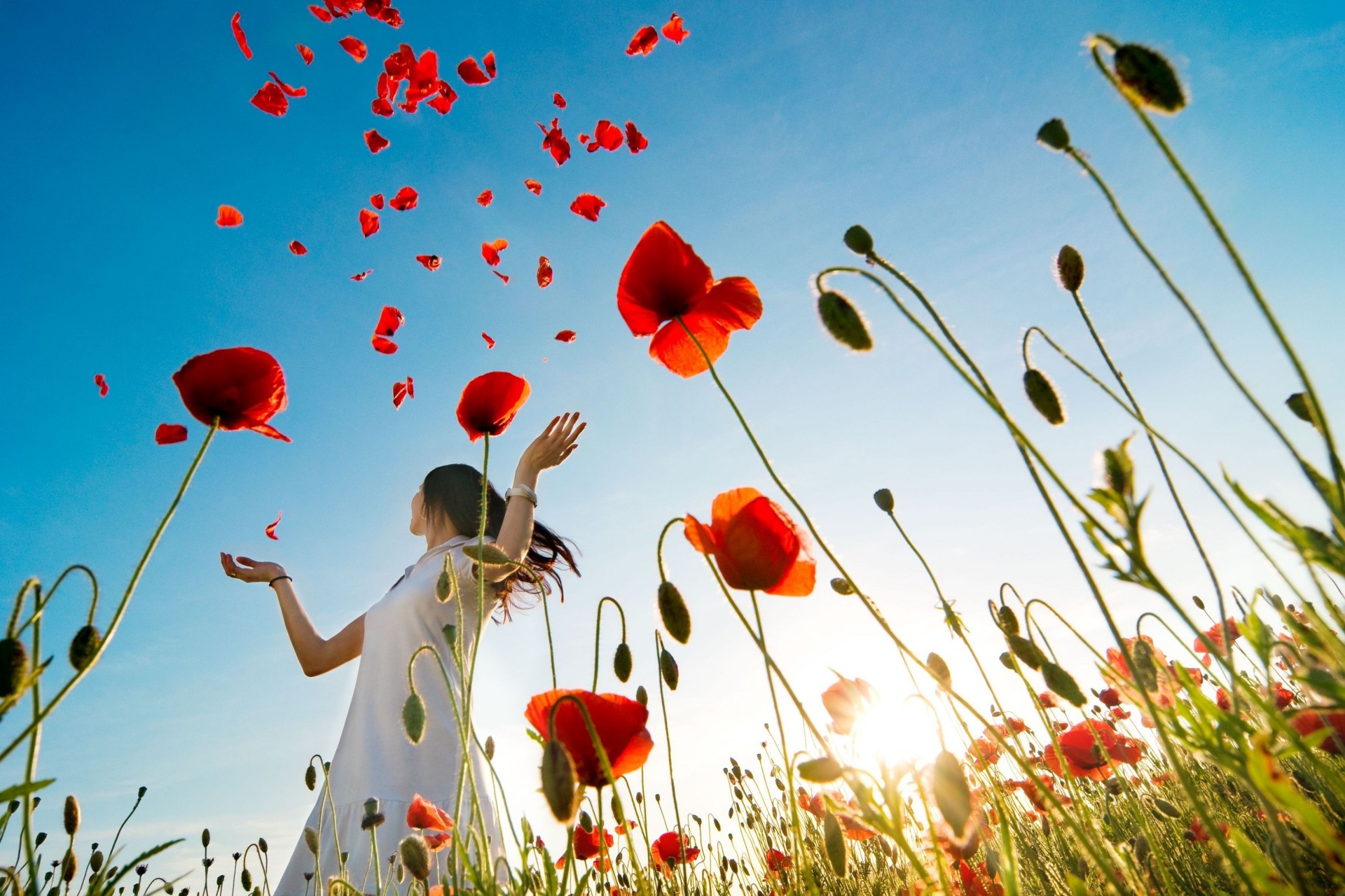 blumen vollbild widescreen mädchen stimmung mohn hintergrund tapete brünette mohnblumen pflanzen makro feld rot