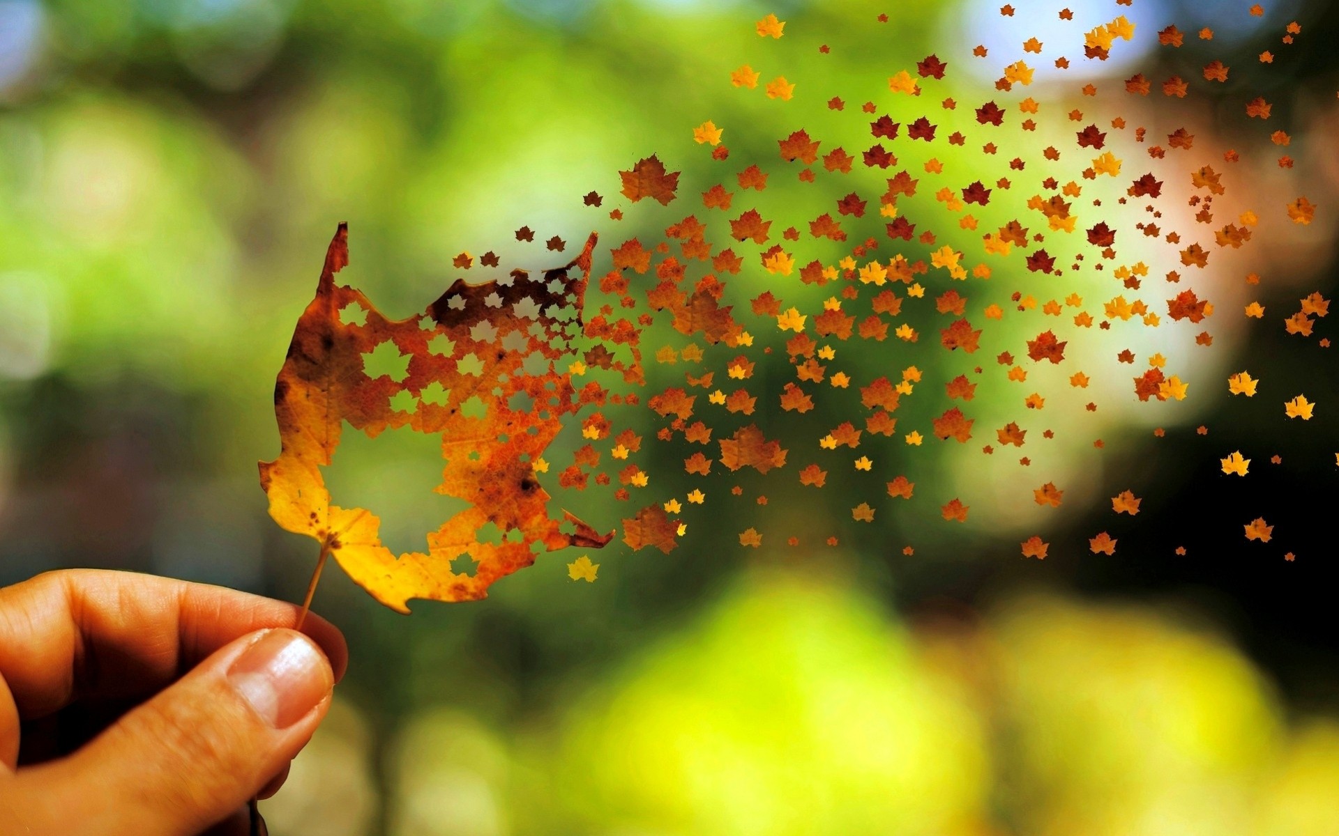 hoja pantalla completa pantalla ancha estado de ánimo fondo papel pintado mano viento otoño encantador desenfoque