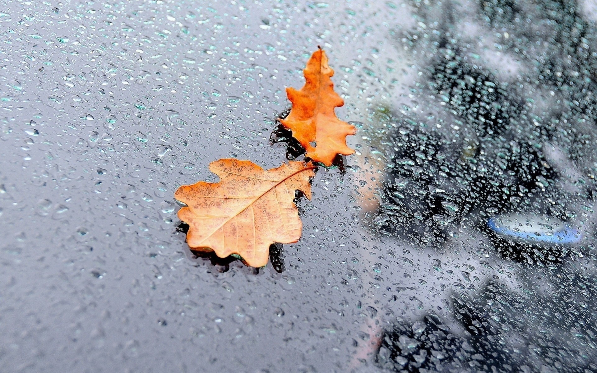 water droplets autumn close up rain reflection sheet