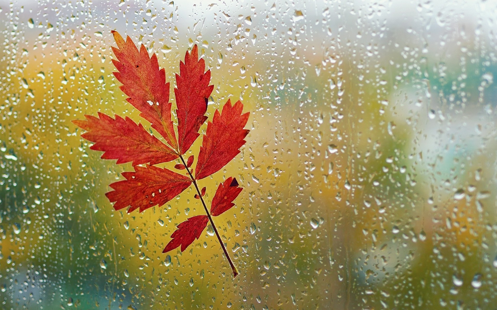 macro lluvia gotas de agua otoño hoja