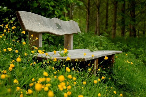 Wooden bench in the green forest