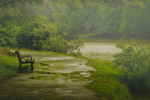 Un banco solitario en el parque. Naturaleza