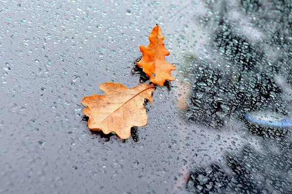 Jesienny liść dębu na poplamionym kroplami deszczu szkle
