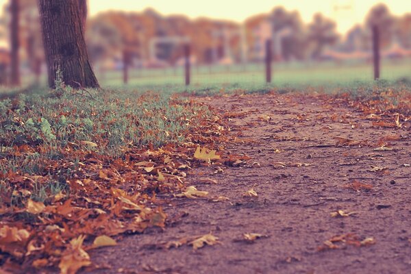 Ein Weg mit trockenen Blättern neben einem Baum