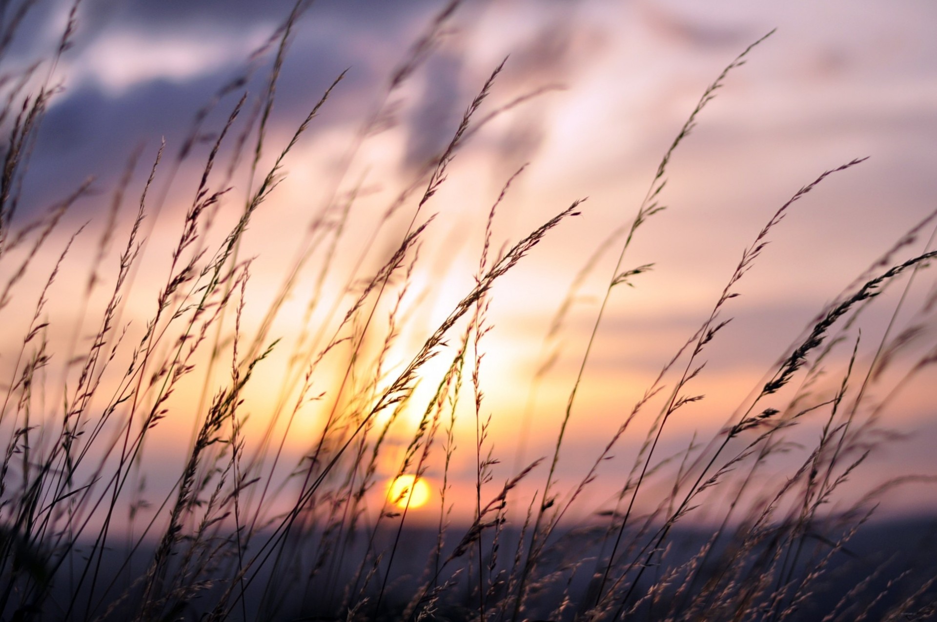 champ coucher de soleil colline