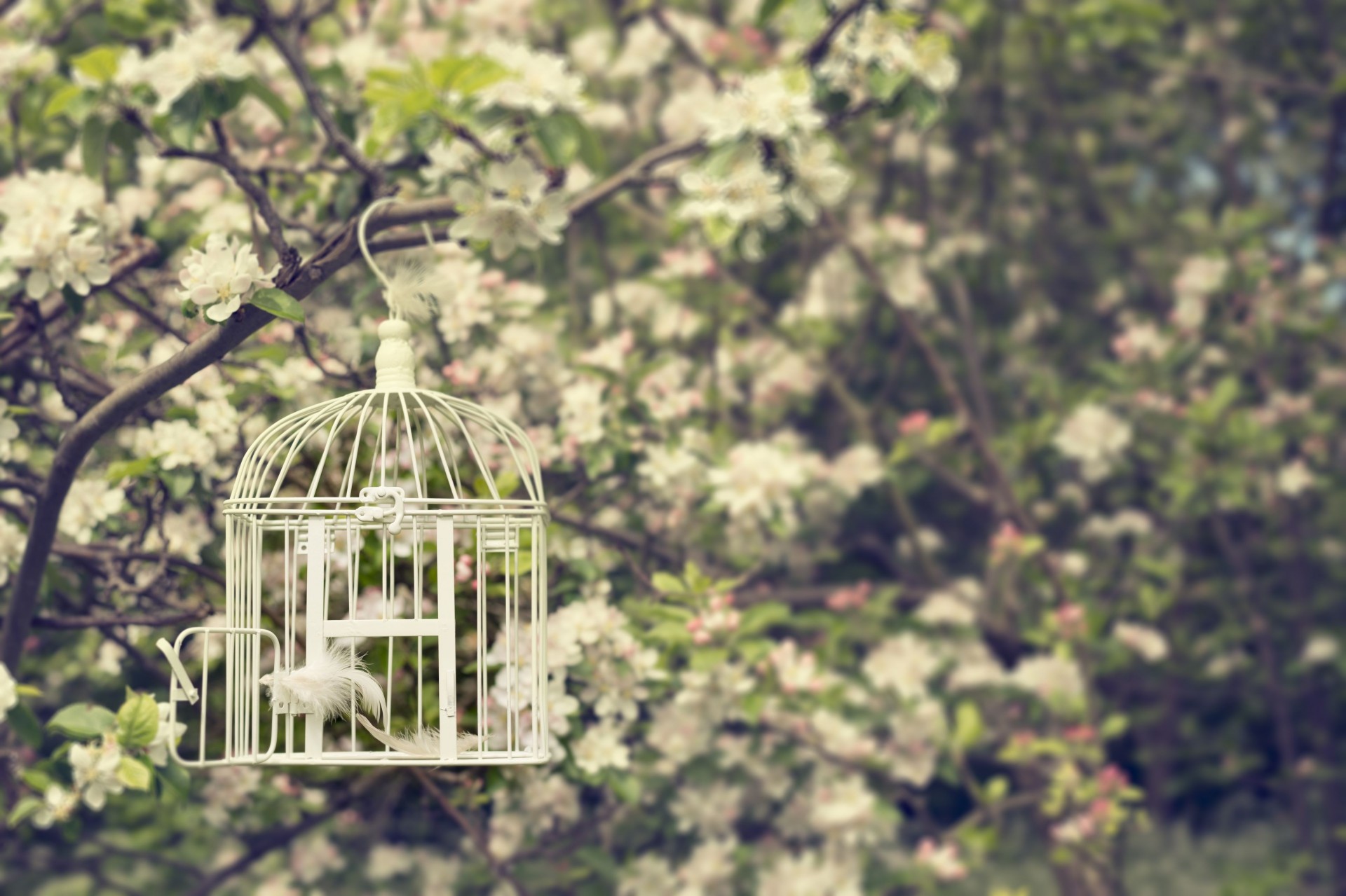 foglia fiori gabbia widescreen a schermo intero umore albero sfondo alberi piuma carta da parati caffè