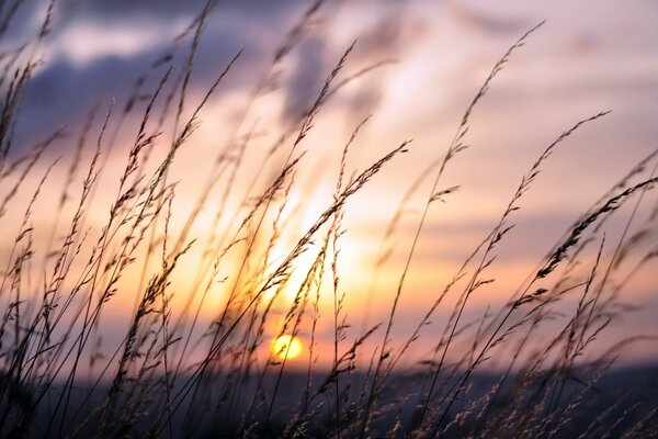 Sanfter Sonnenuntergang inmitten des Feldes