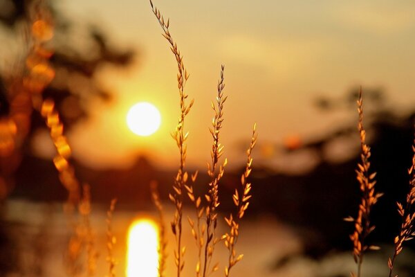 Épis dans le champ sous le coucher du soleil