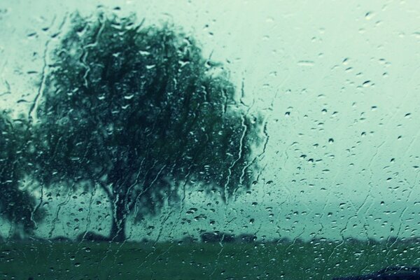 Baum und Regenwetter vor dem Fenster