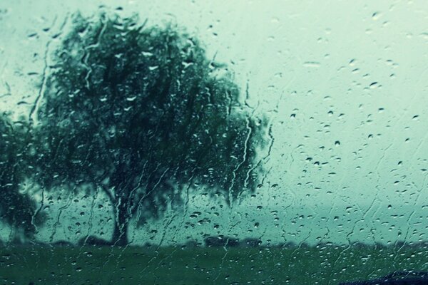 Árbol y clima lluvioso fuera de la ventana