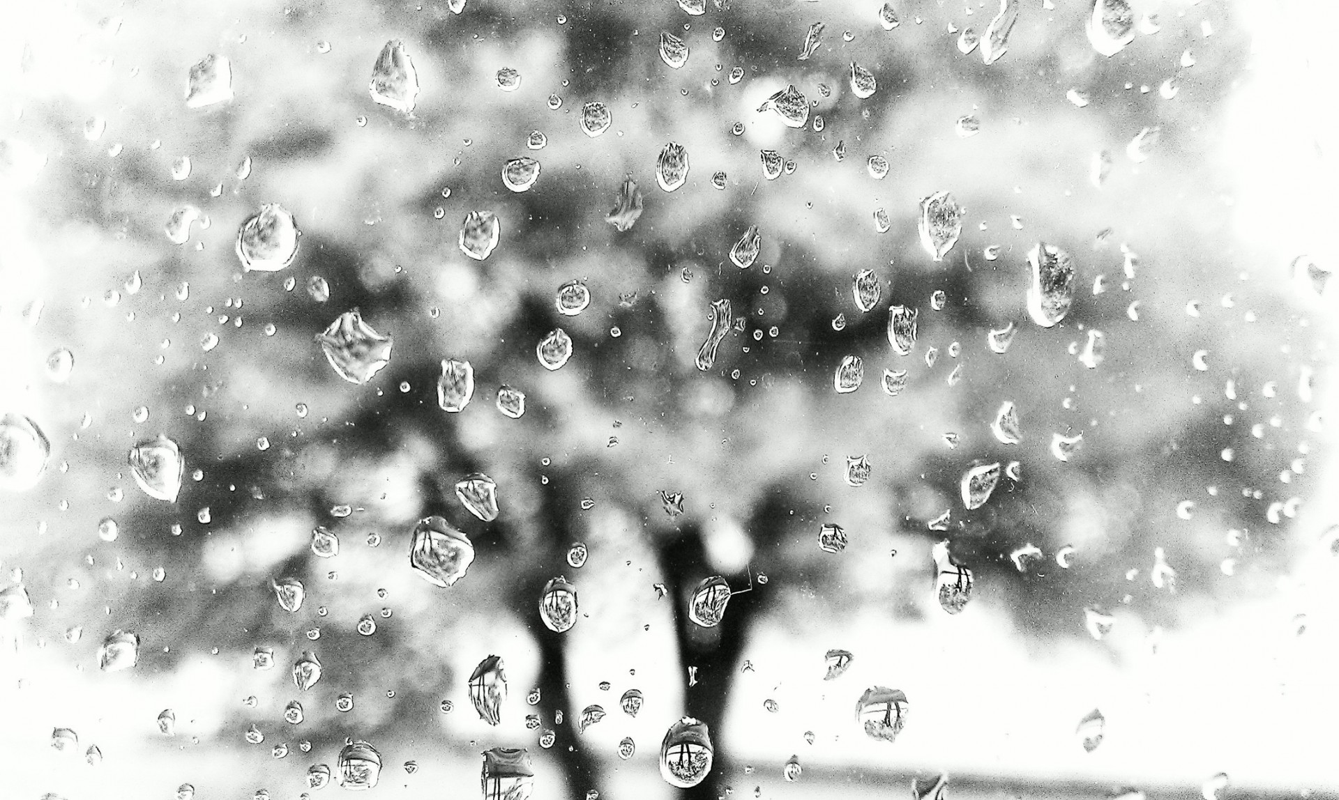 pluie fenêtre arbre noir et blanc tombe