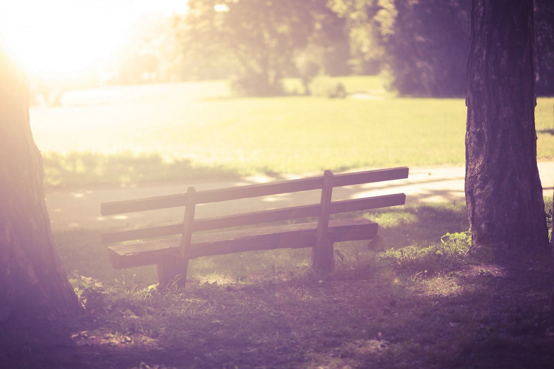 widescreen fullscreen grass greenery mood tree benches trees nature wallpaper sun background bench jacket