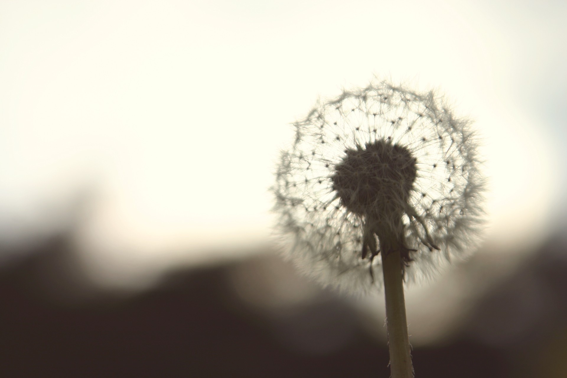 flor diente de león