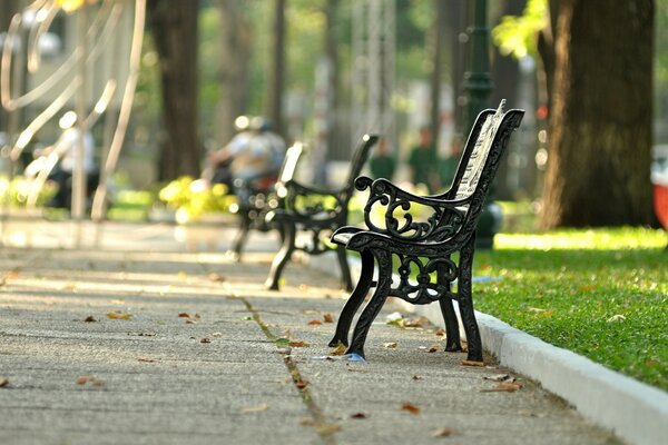 Paysage d été-bancs gracieux sur fond d arbres du parc