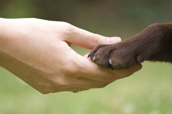 Amicizia tra cane e ragazza