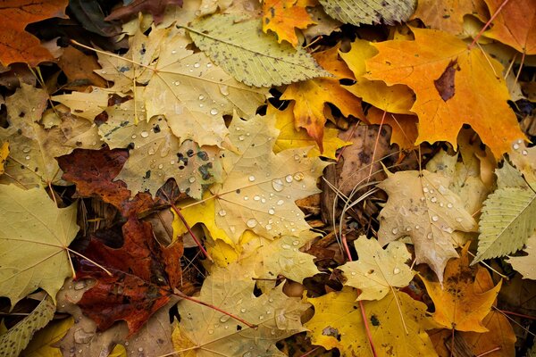 Feuilles mortes macro tir